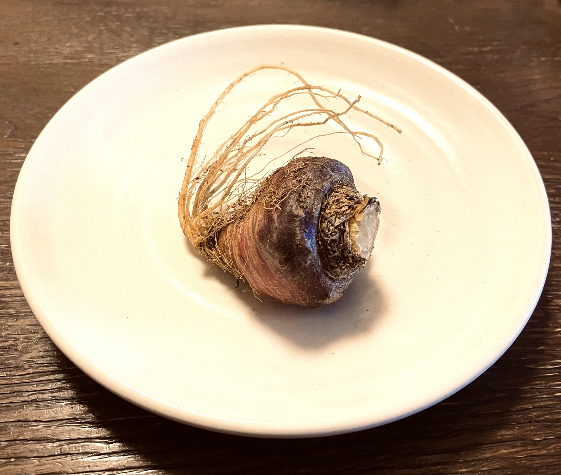 「マカの力」活力と全体的な健康への影響